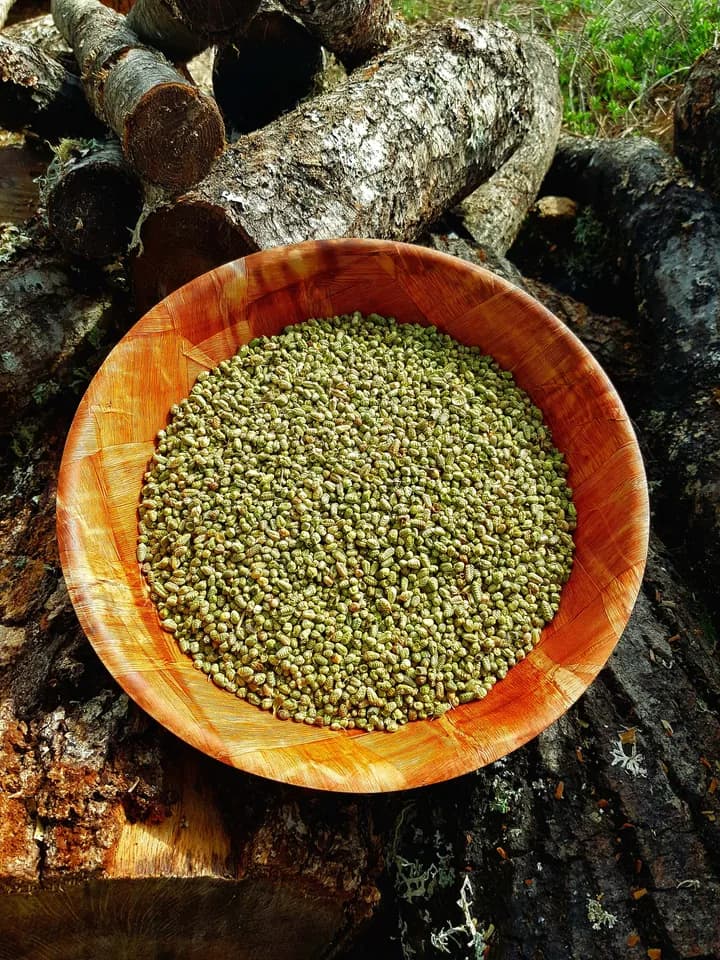 Yayla Bilye Kekik