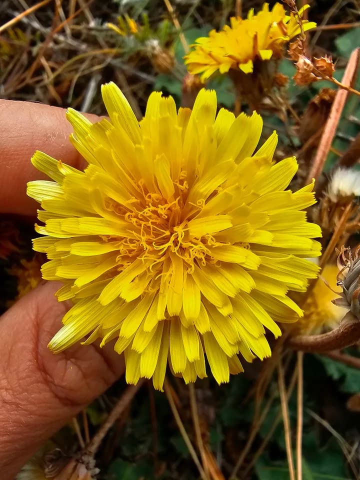 Yayla Karahindiba